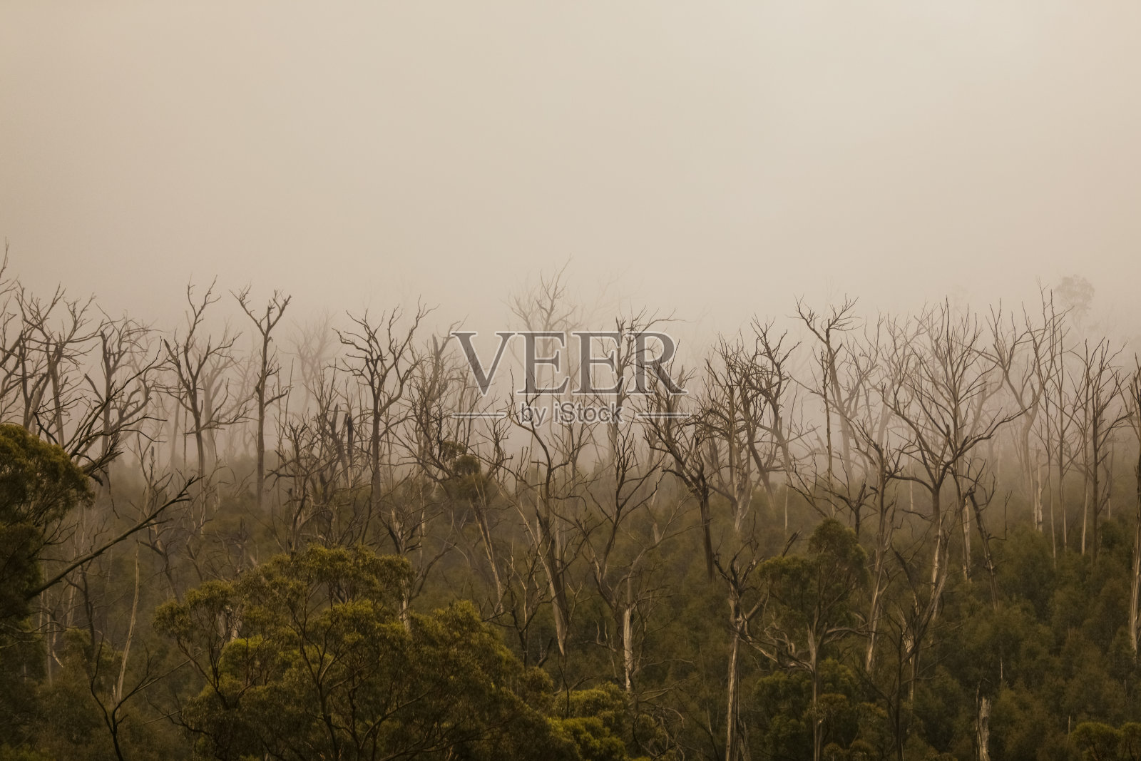 澳大利亚的热带雨林有雾照片摄影图片