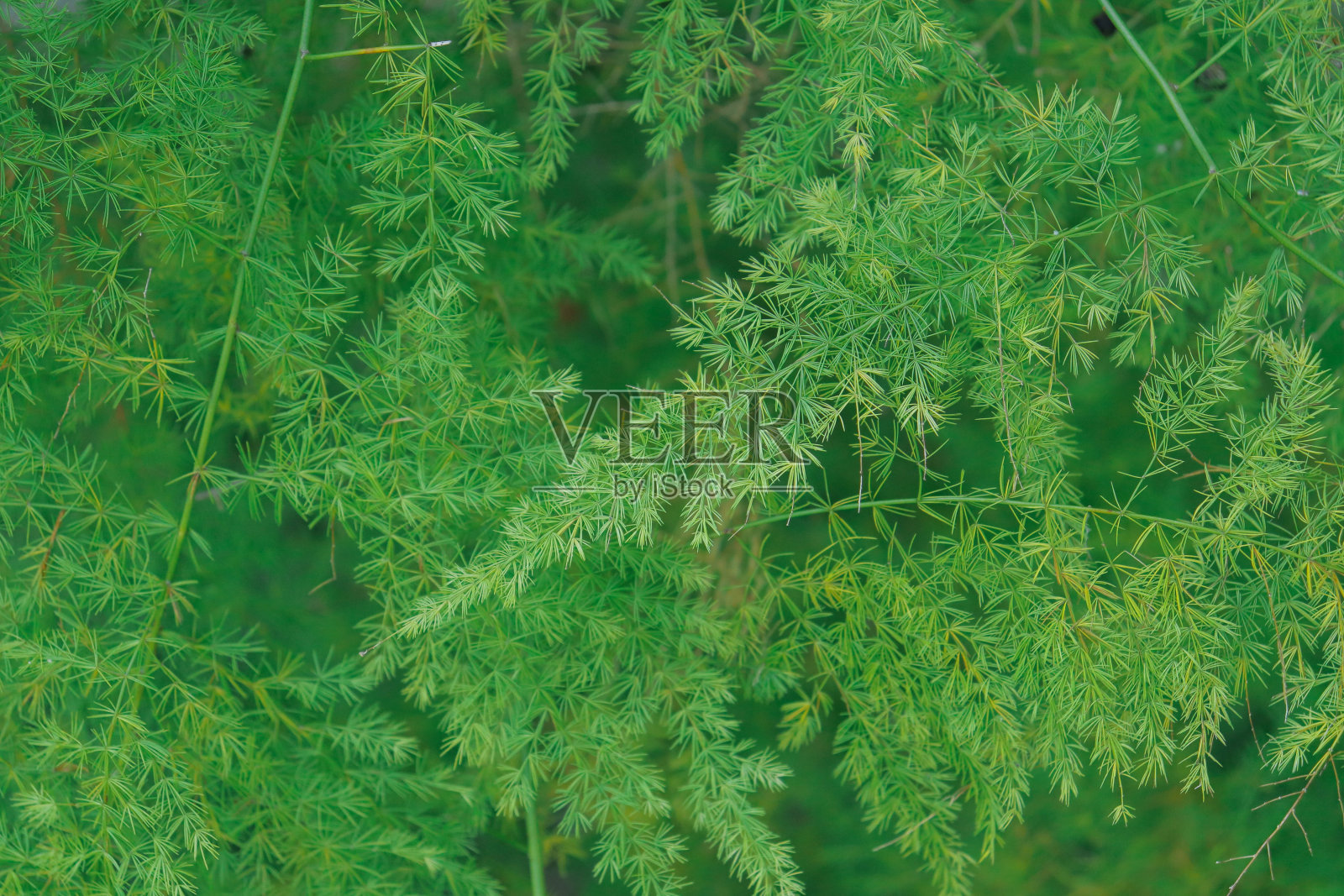 蕨类植物照片摄影图片