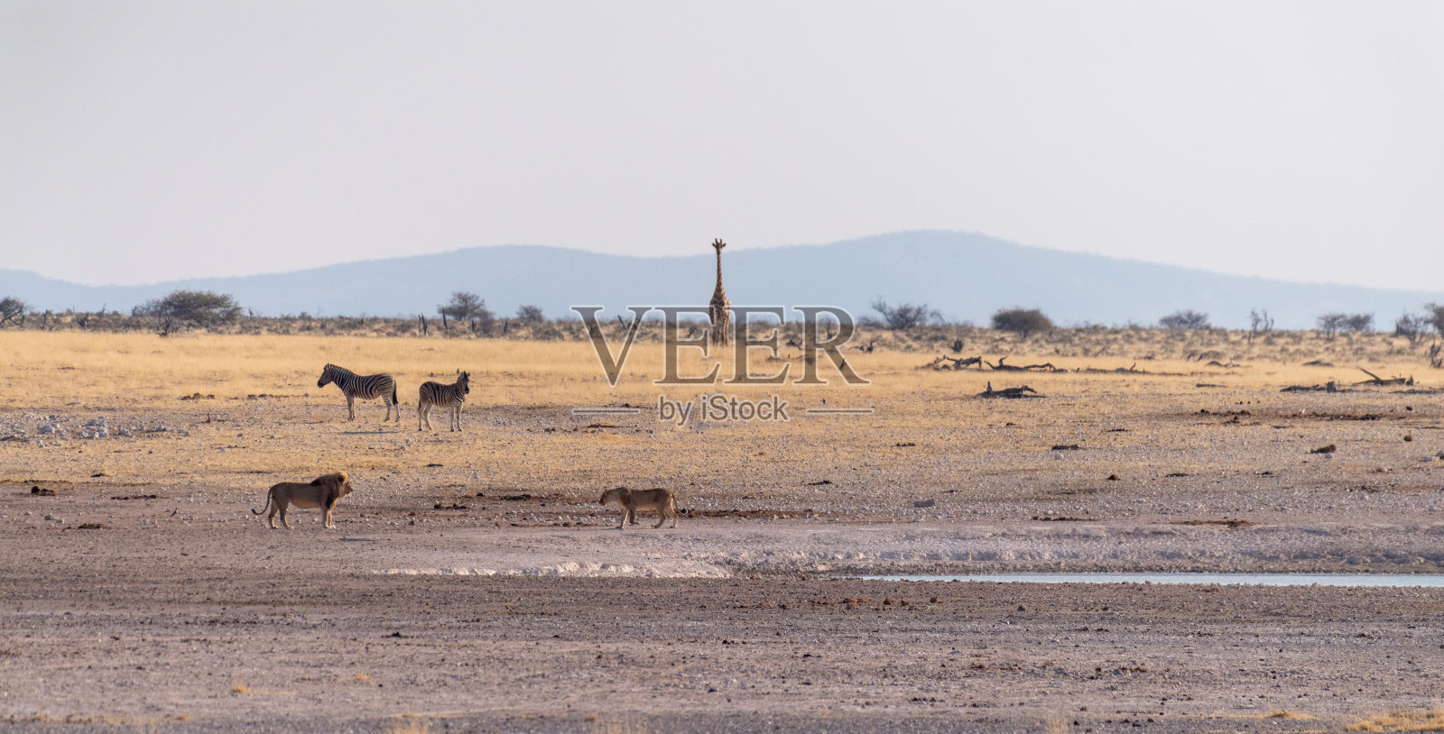 埃托沙的狮子照片摄影图片