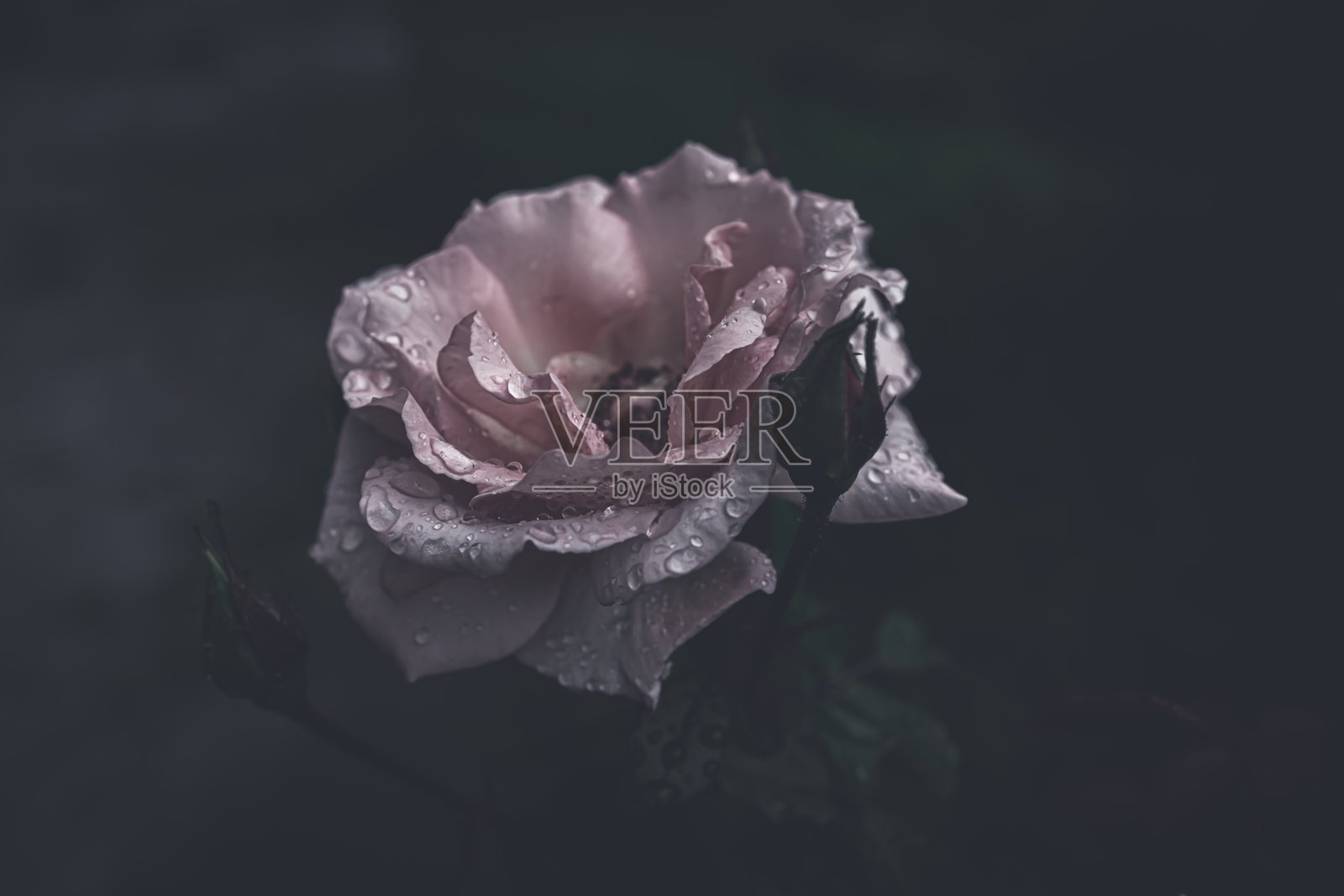 粉色的玫瑰照片摄影图片