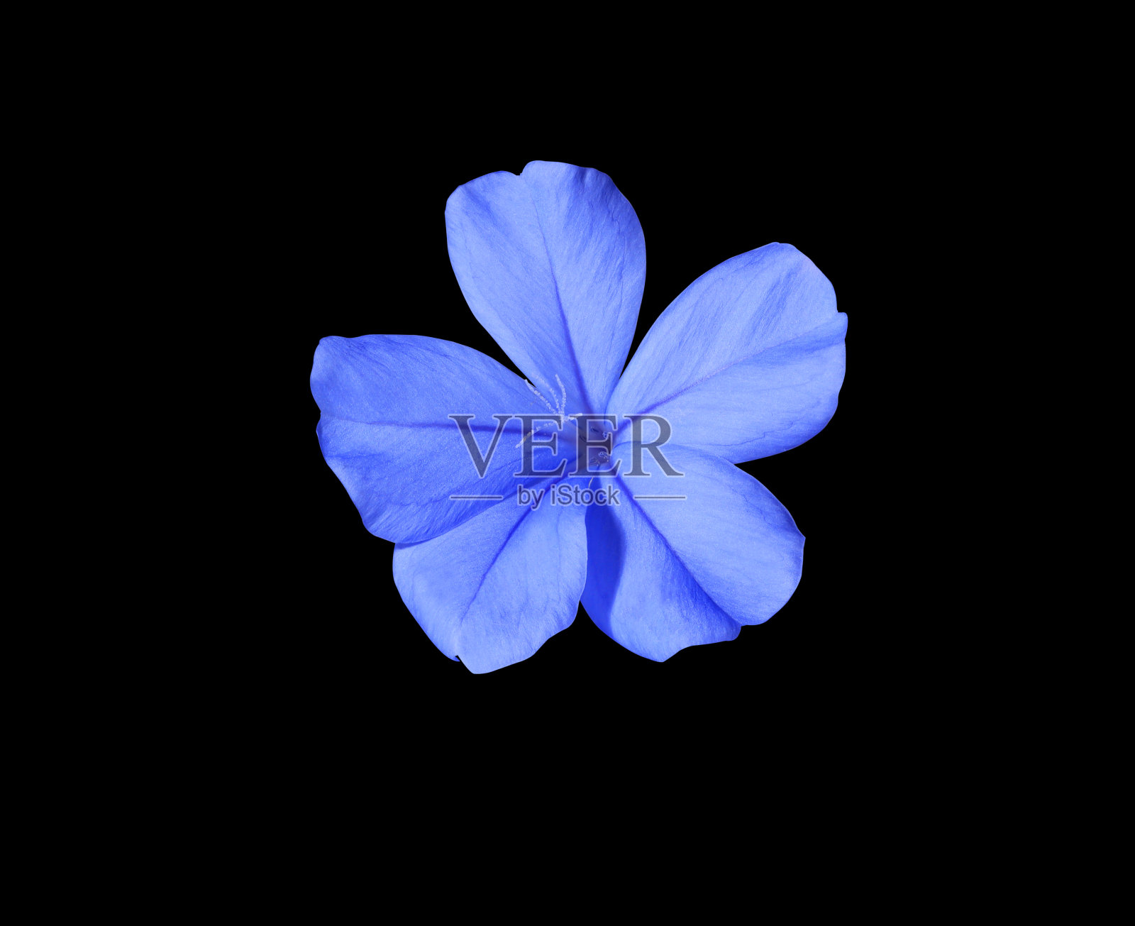 蓝色的小海角铅草花。照片摄影图片