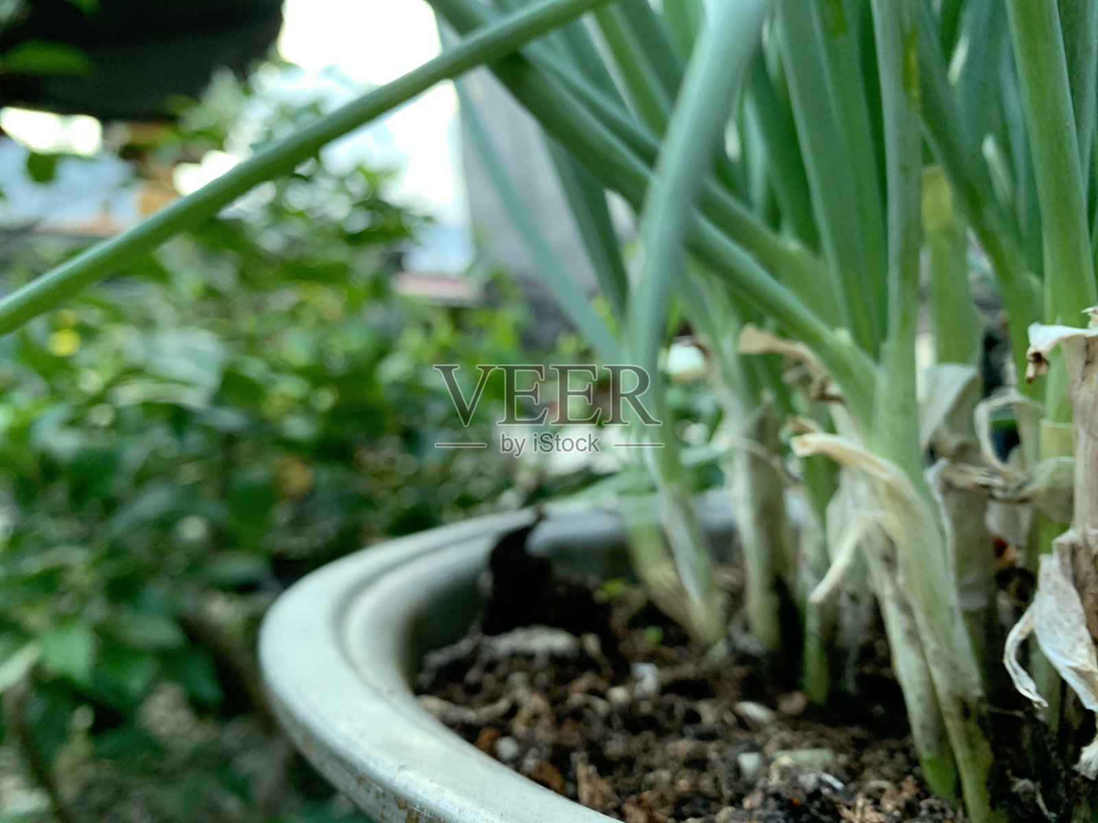 锅里的大葱照片摄影图片