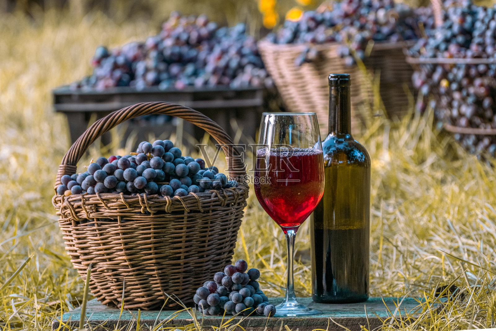 红酒。品酒文化。夏日里的甜点红酒。葡萄栽培。葡萄采摘,户外照片摄影图片