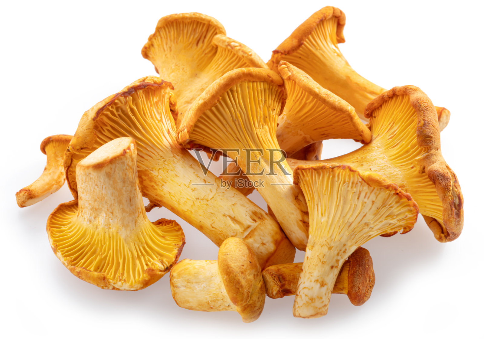 白色背景上分离的金色鸡油菌。照片摄影图片