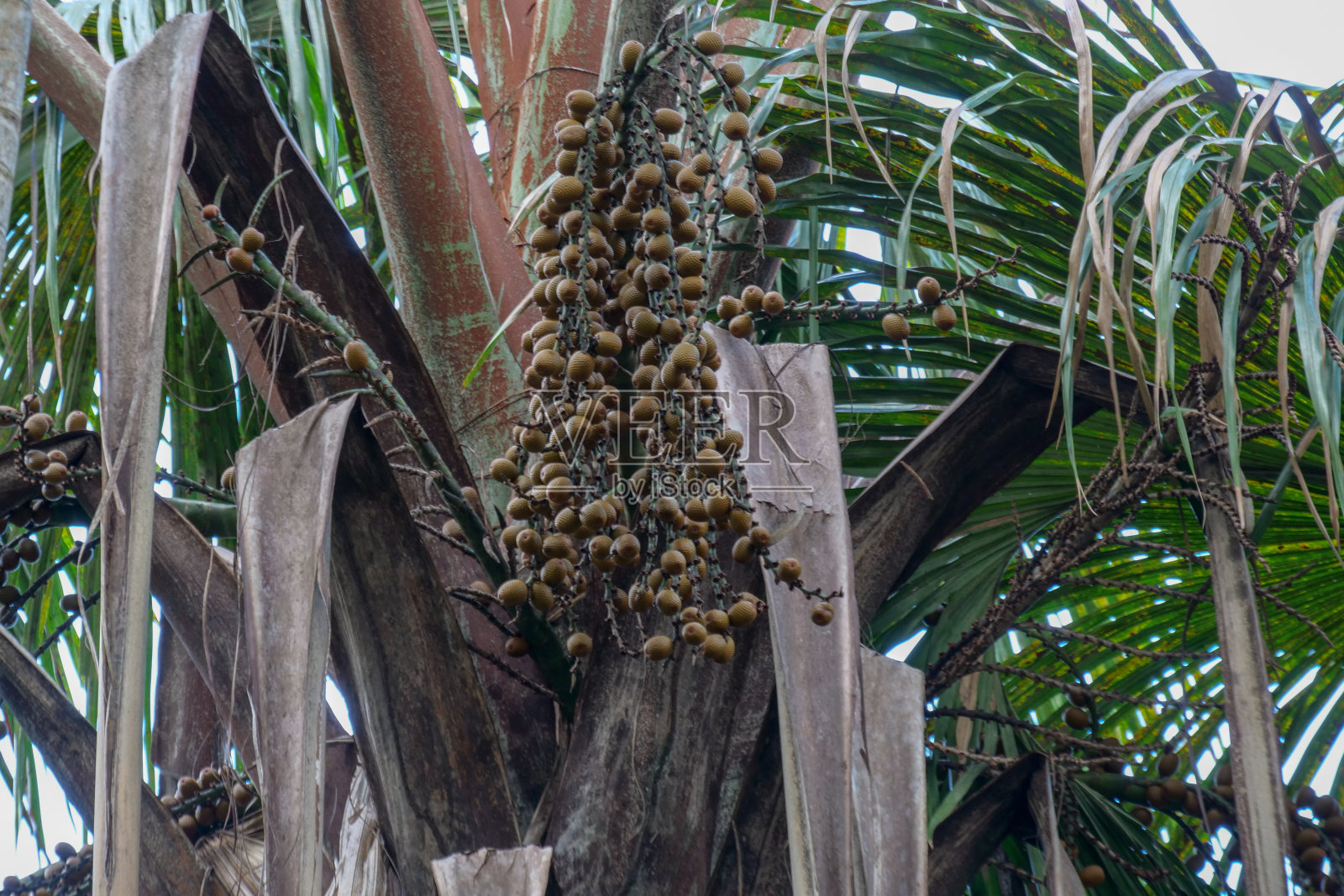 悬挂在毛里蒂亚flexusa上的棕色Buriti果实,被称为moriche棕榈、itépalm、ita、Buriti、muriti、miriti、canangucho、acho或aguaje,是一种棕榈树。它生长在南美洲热带的沼泽和其他潮湿地区及其附近照片摄影图片
