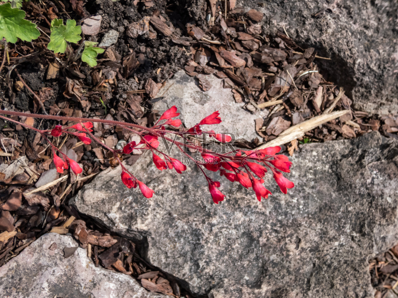 红珊瑚钟(Heuchera sanguinea)“Splendens”形成了一个低矮的圆形深绿色叶子堆,直立的尖穗上有许多朱红色的小铃铛照片摄影图片