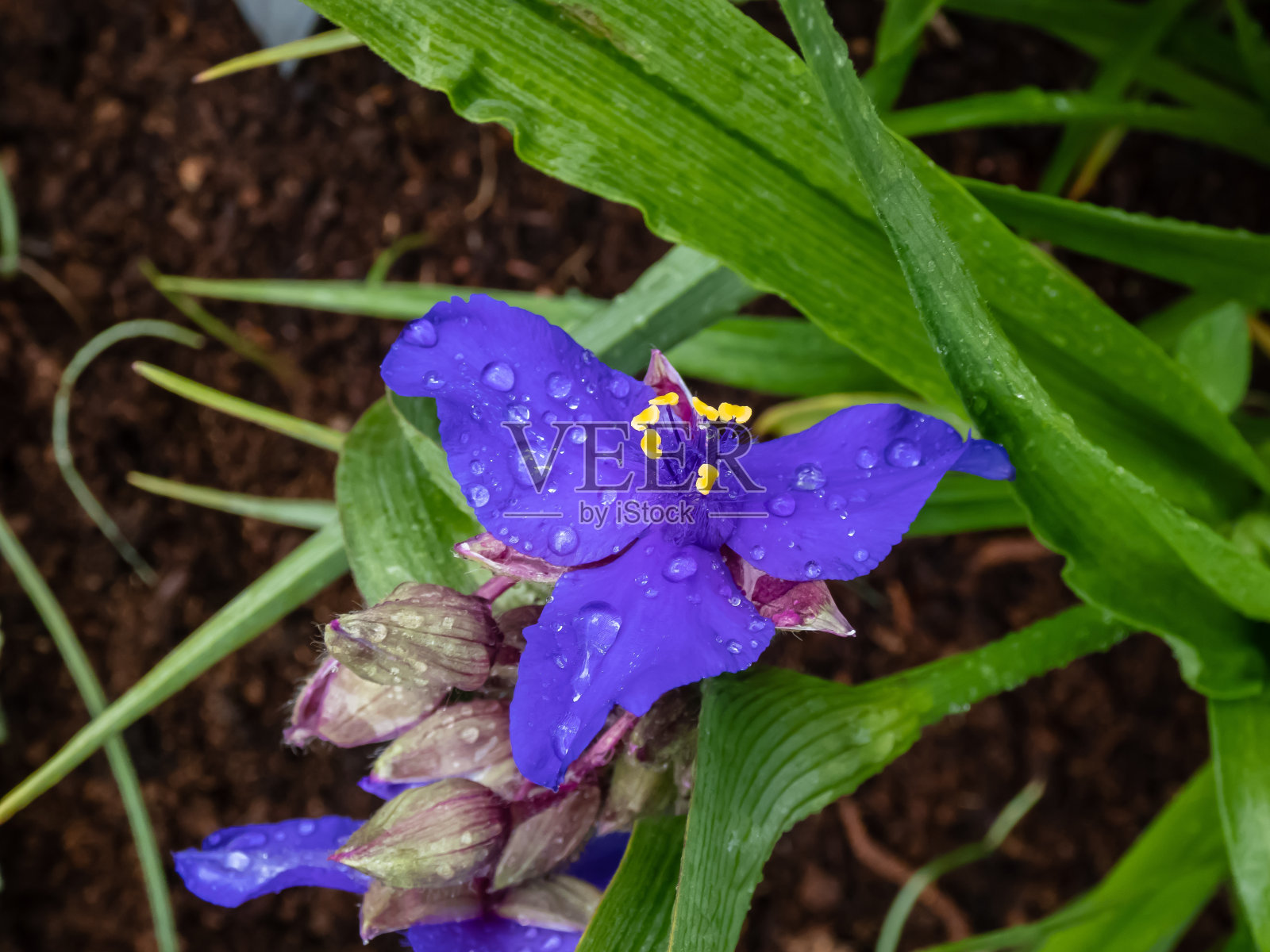 Macro shot of the Inchplant, spiderwort and dayflower (Tradescantia × andersoniana) 'Caerulea plena' flowering with double blue flowers with three petals and yellow anthers after rain照片摄影图片