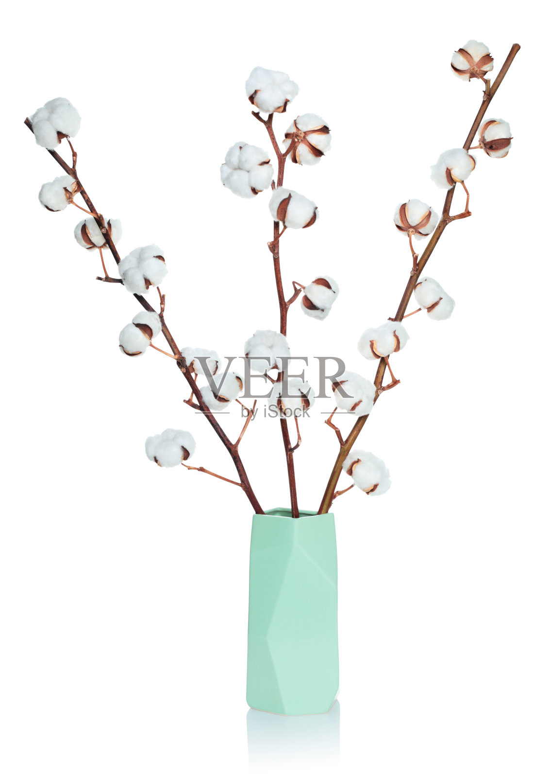 花瓶里的棉花花,孤立在白色背景上照片摄影图片