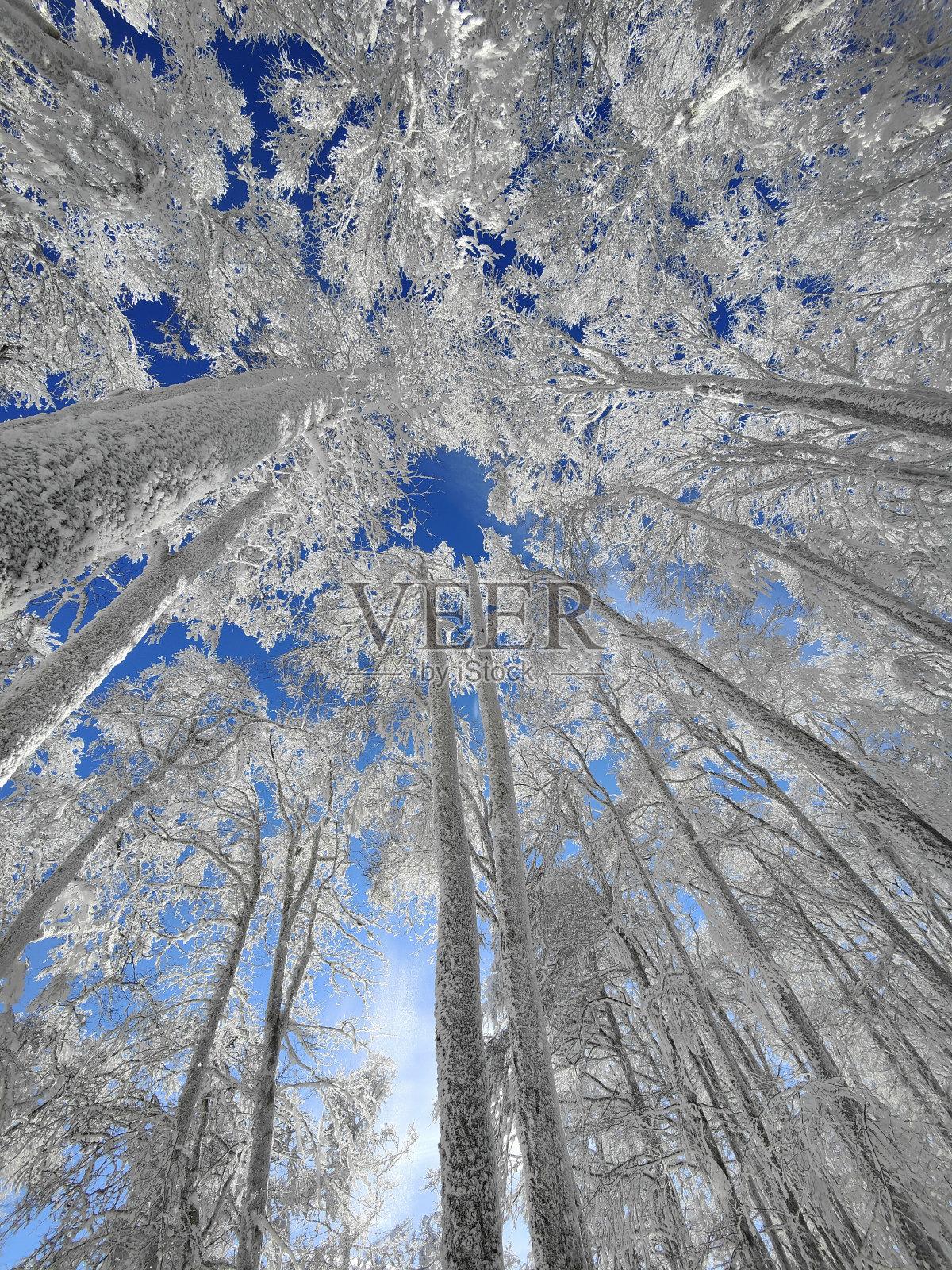 冬天照片摄影图片