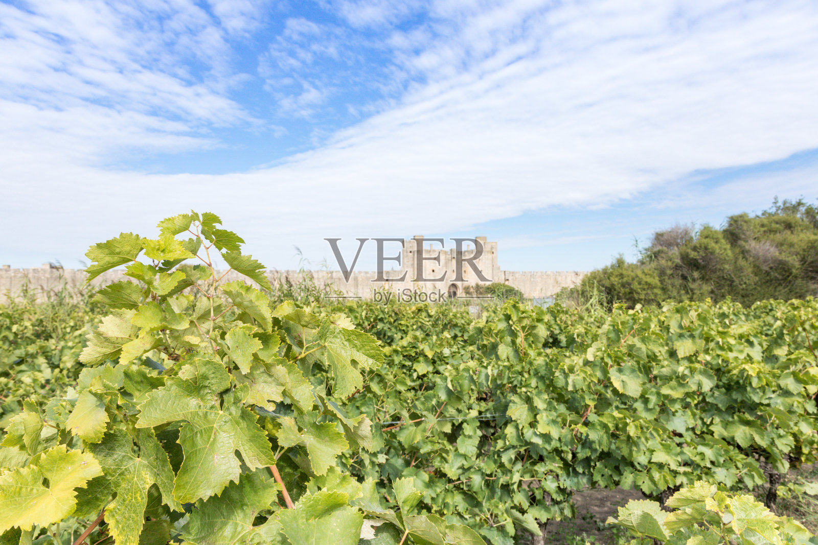 产自卡玛尔格沙漠的葡萄酒照片摄影图片