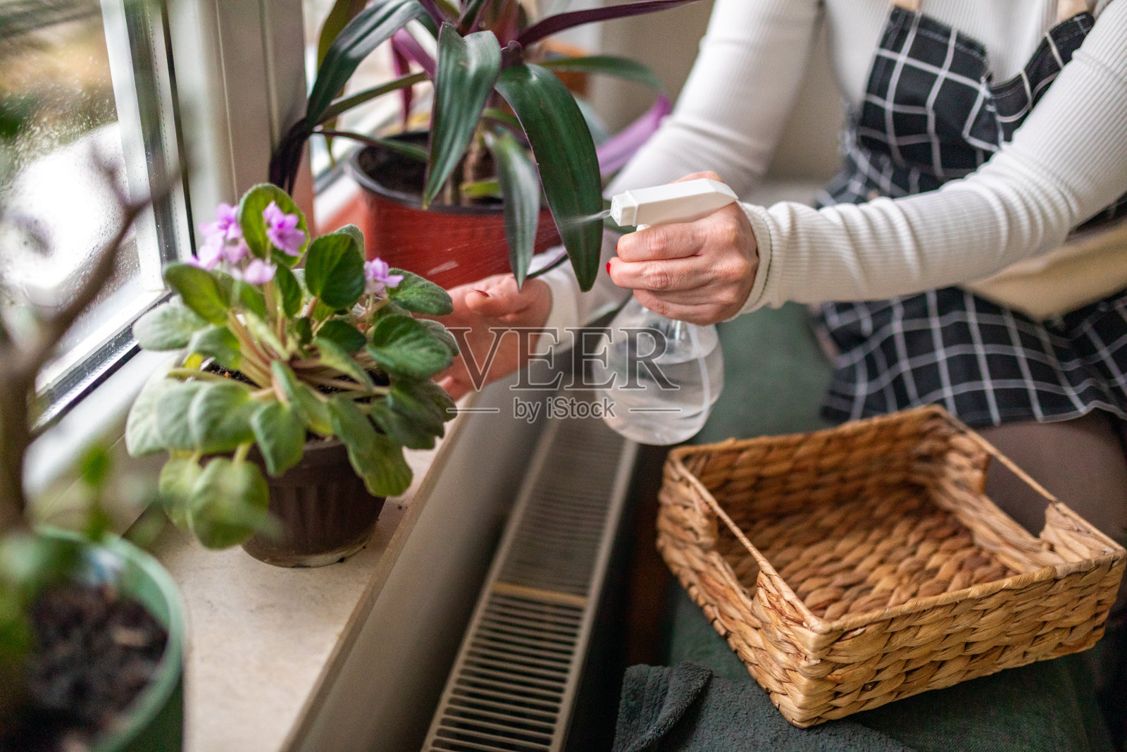 一位穿着围裙的女士坐在客厅的窗台边,享受着浇花的乐趣照片摄影图片