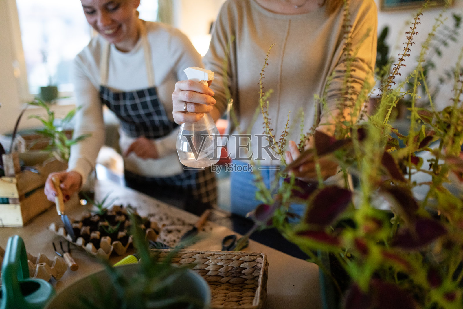 两个女性朋友在客厅喷洒盆栽植物照片摄影图片