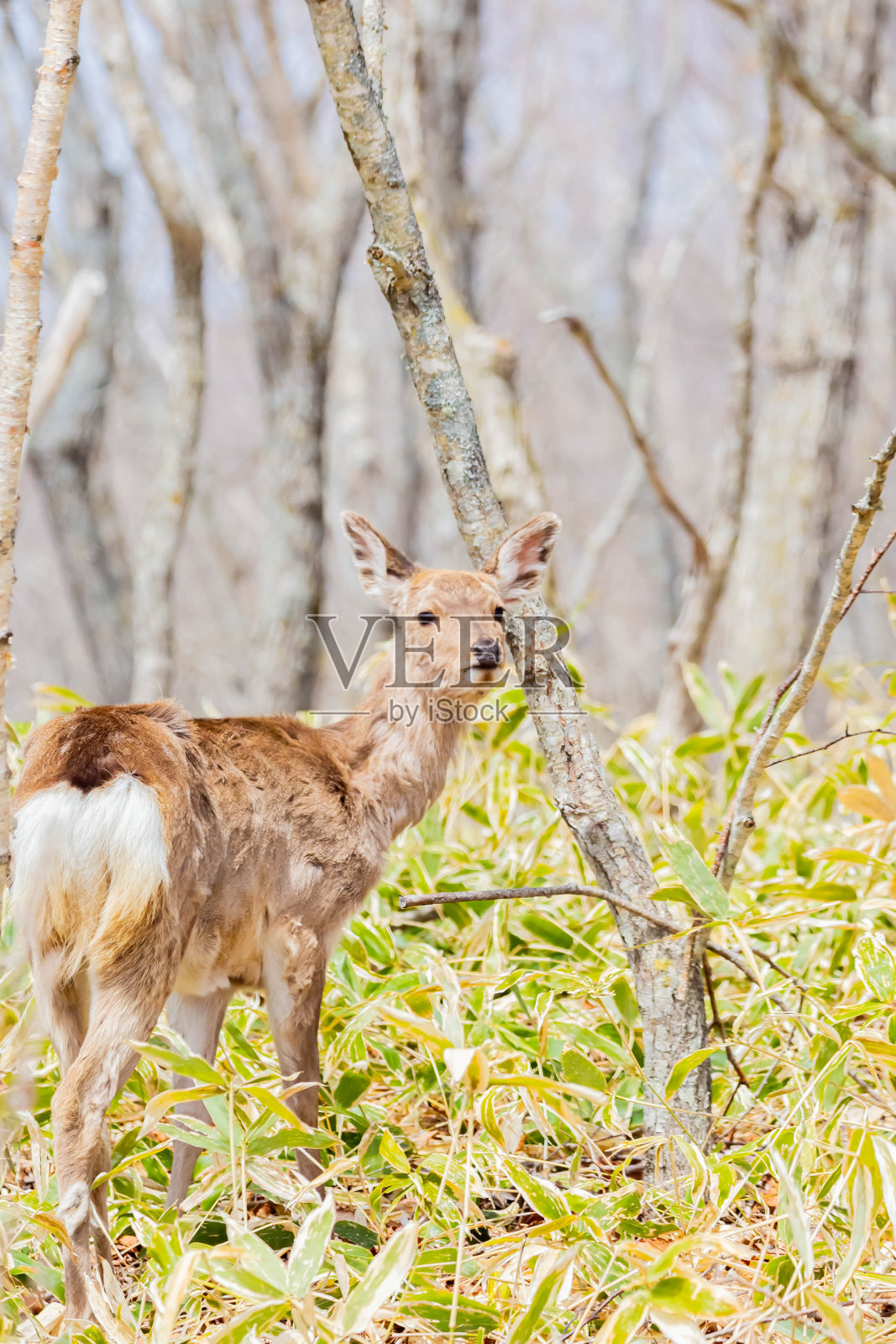 森林中的北海道梅花鹿照片摄影图片
