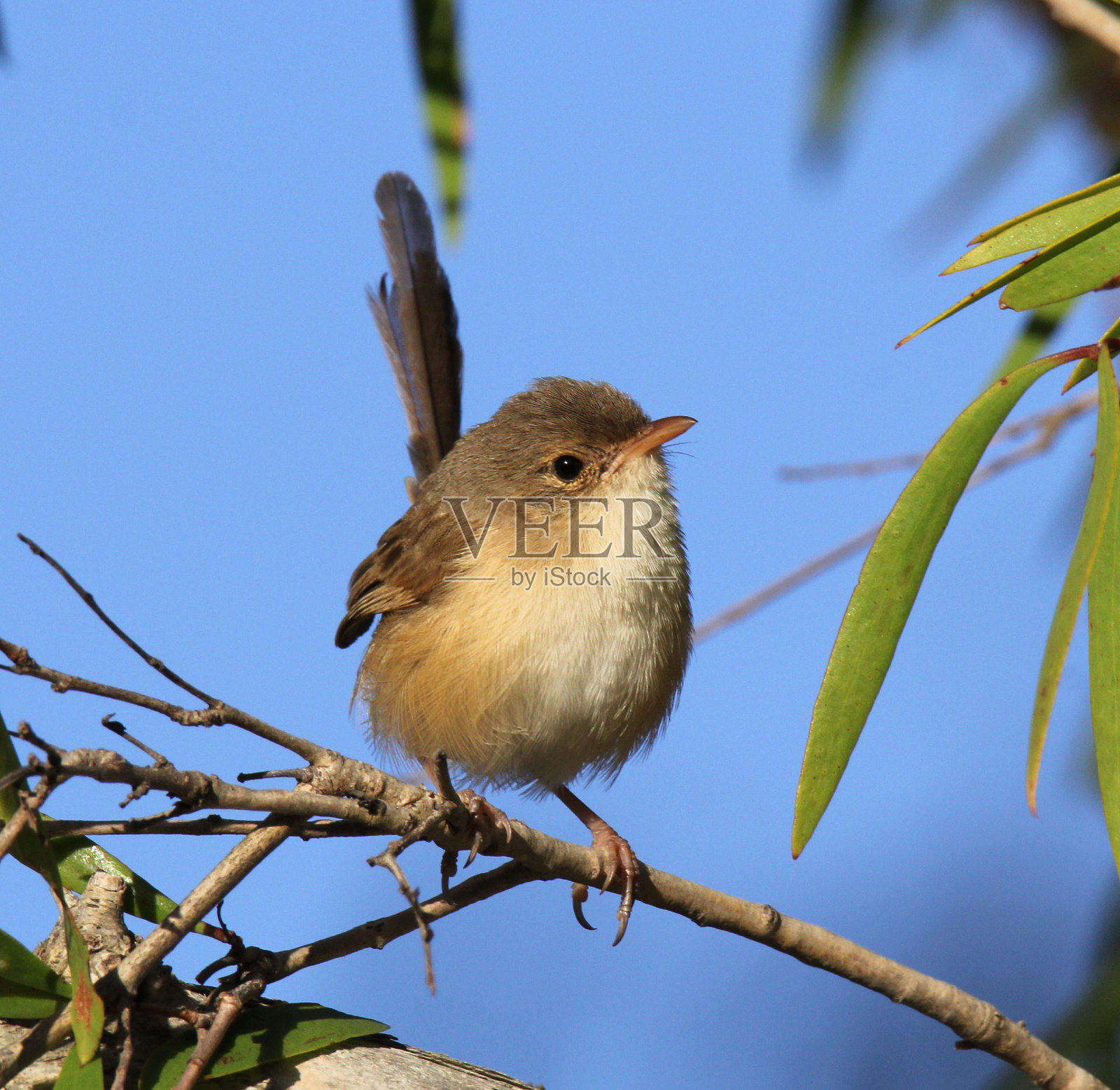 雌红背鹪鹩鸟坐在树枝上照片摄影图片