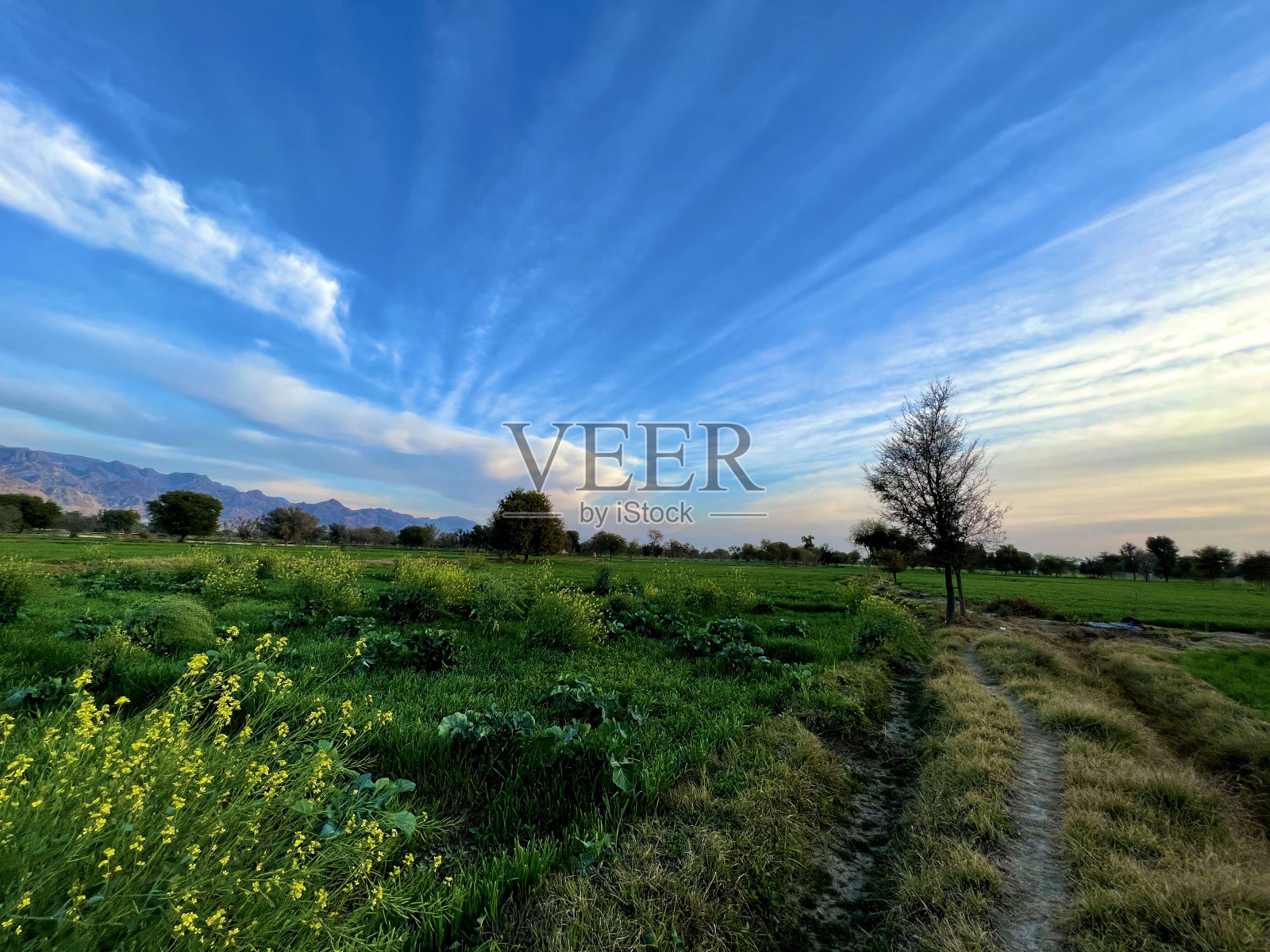 美丽的乡村景观,日落时美丽的渐变夜空。绿色田野和村庄照片摄影图片