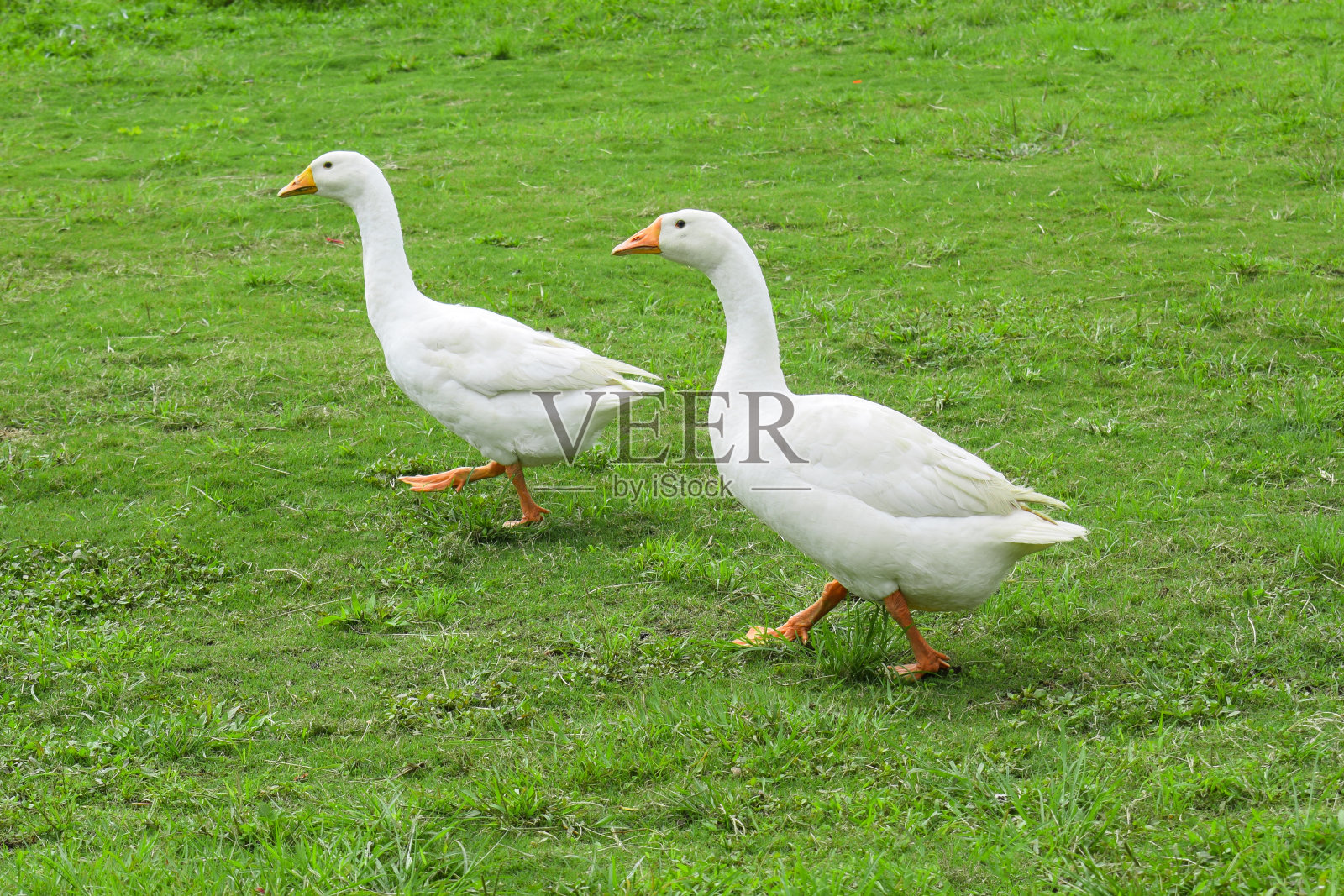 白鹅站在农场的绿草地上。照片摄影图片