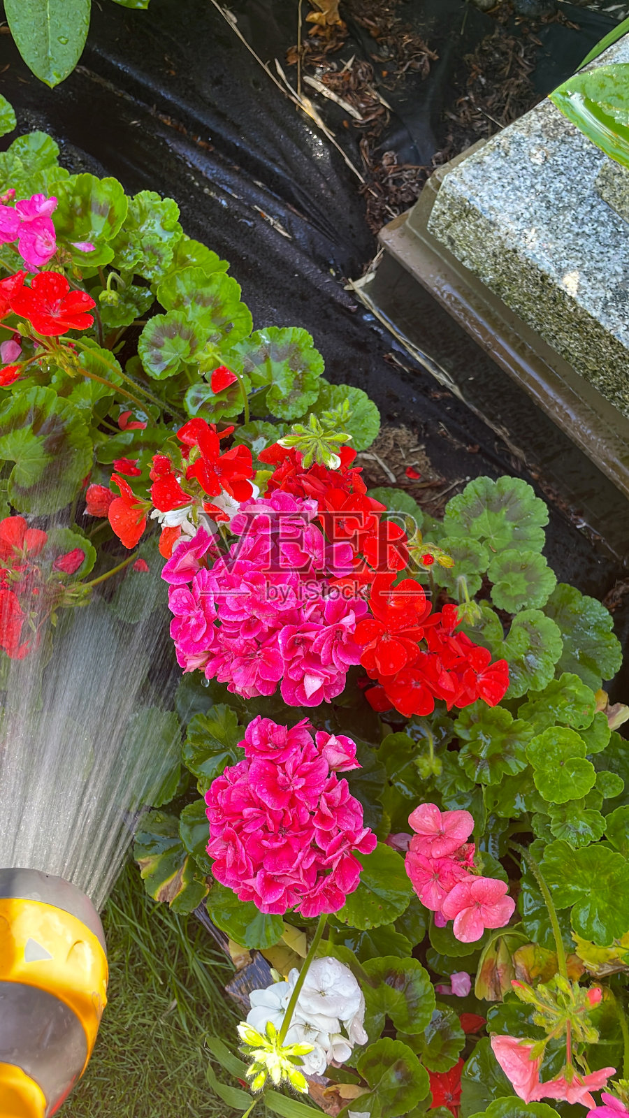 特写视角图片,浇水边界的盆栽红色和粉红色天竺葵花(天竺葵),喷洒软管管玫瑰,高架视图照片摄影图片