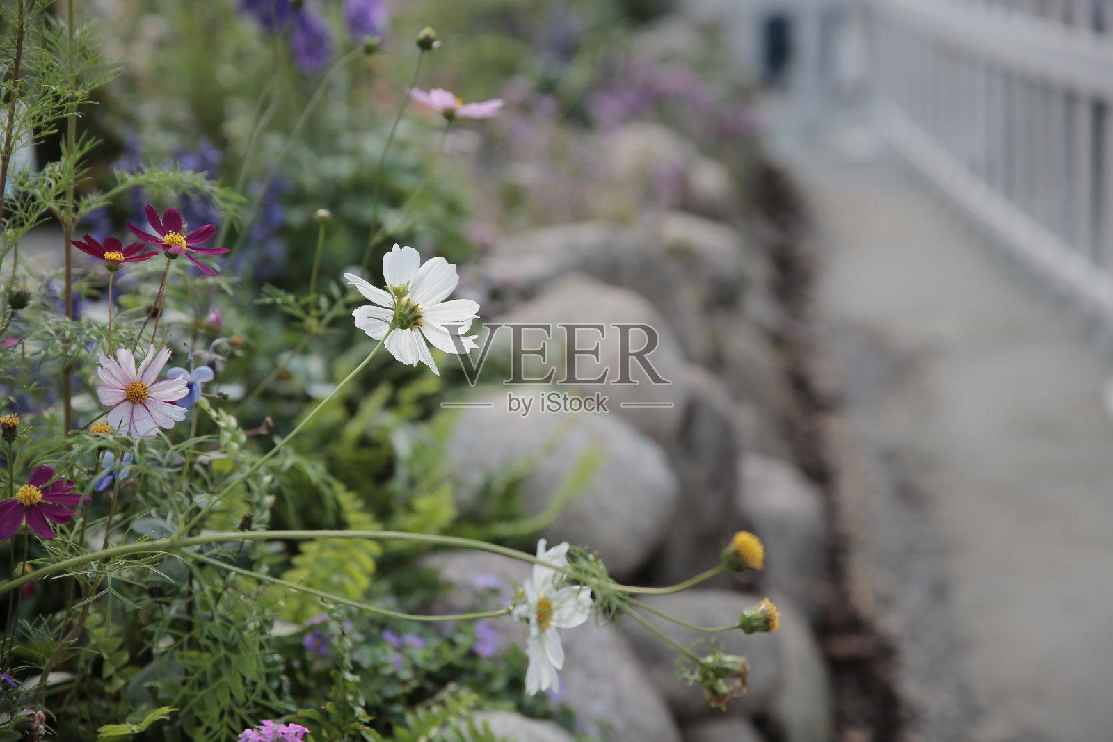 一朵粉红色的花园宇宙花在大自然的花园里。照片摄影图片