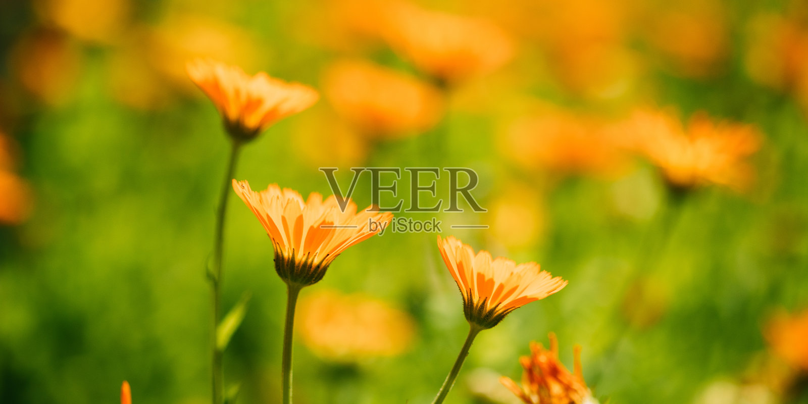 美丽的夏日花朵在柔和的阳光下。金盏菊的橙花。特写镜头。柔和的黄橙颜色的花。夏天的时间照片摄影图片