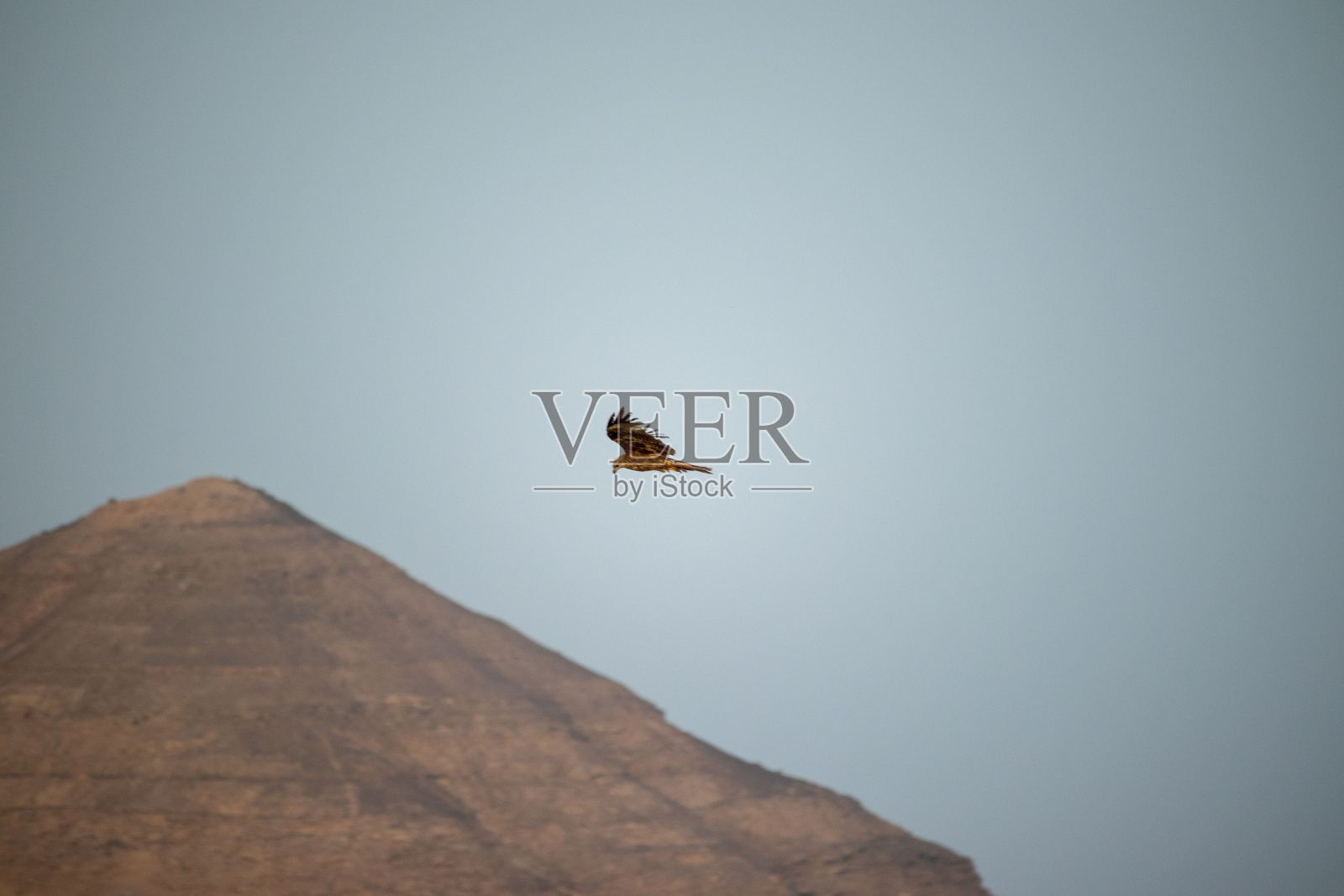 在山区飞翔的小鹰(鹰亚科)照片摄影图片