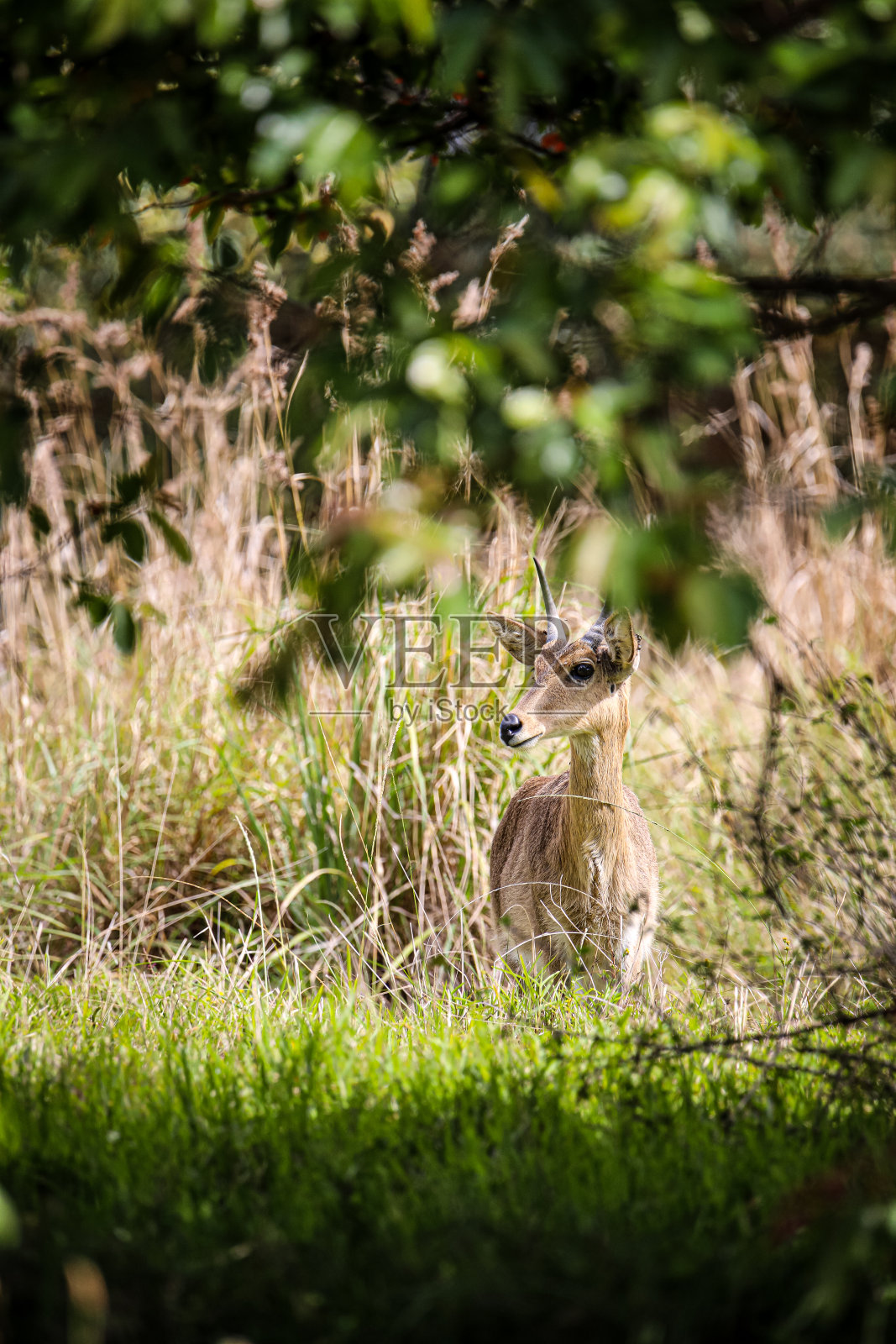 Bushbock肝照片摄影图片