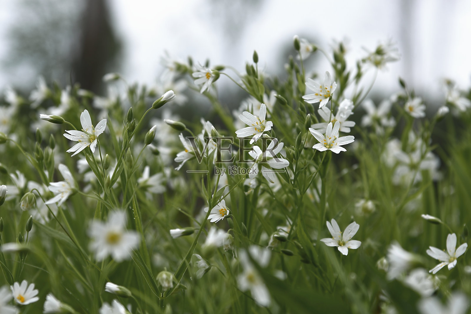 白色的花朵照片摄影图片