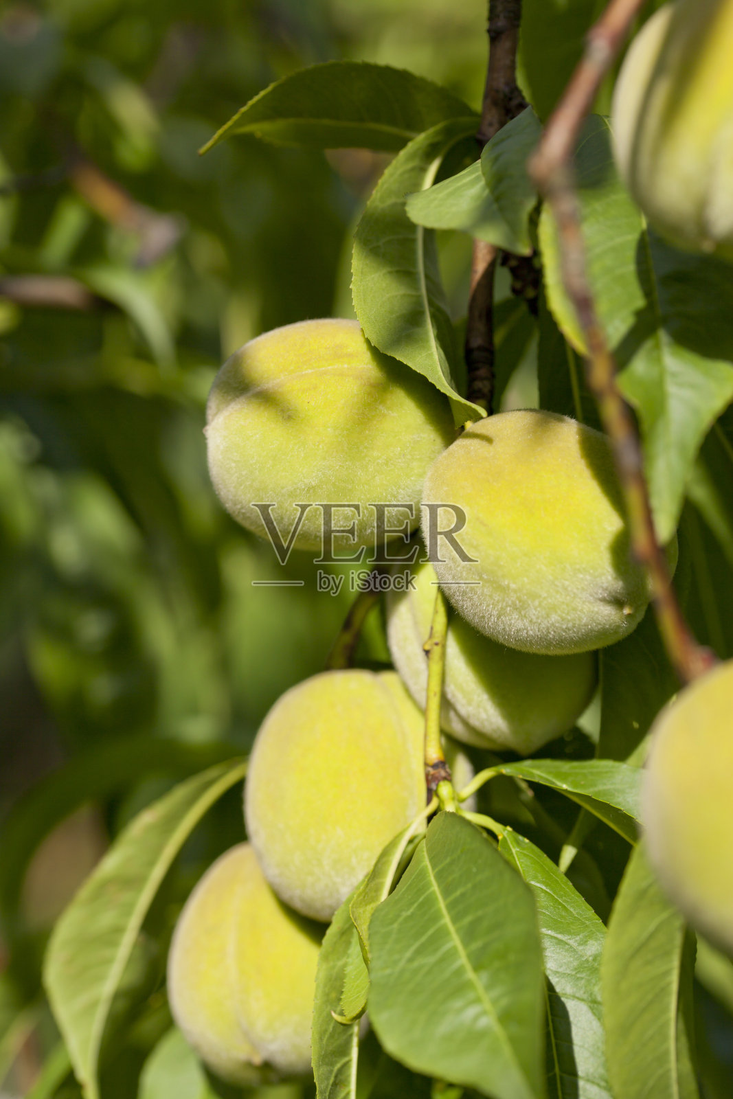 绿色的桃树,有许多绿色的果实,准备早收。在波斯、亚洲和中东的菜肴中,未成熟的果实被用来制作酸辣酱和酸菜。照片摄影图片