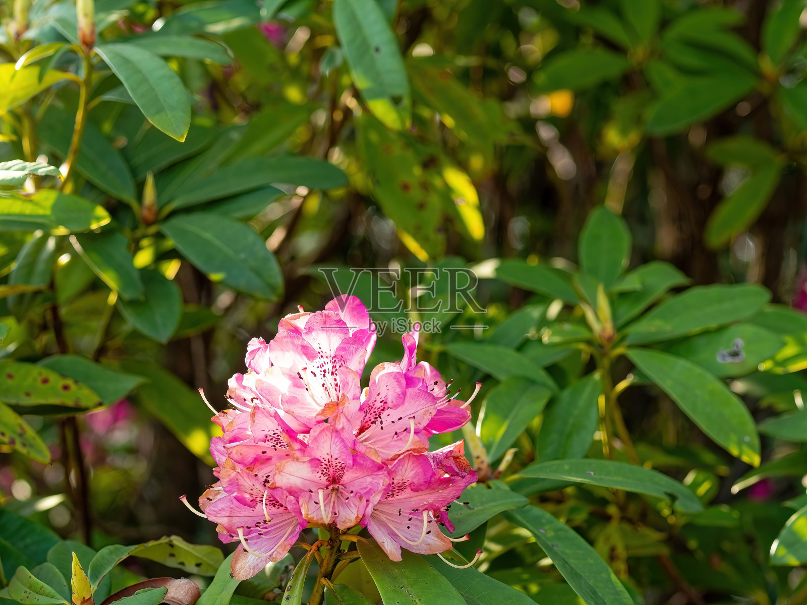盛开的粉红色杜鹃花照片摄影图片