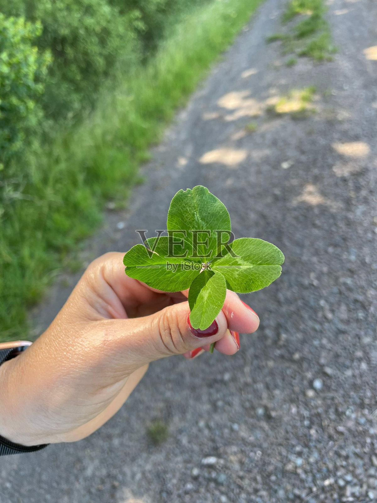 四叶苜蓿照片摄影图片