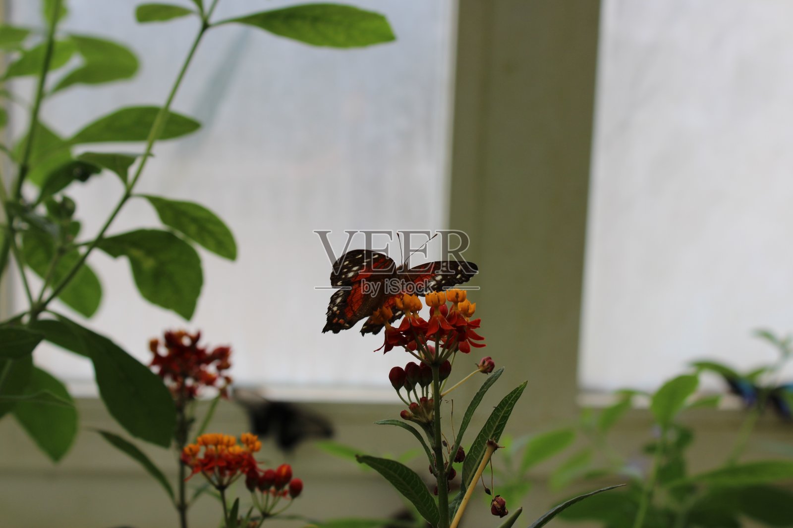 蝴蝶照片摄影图片