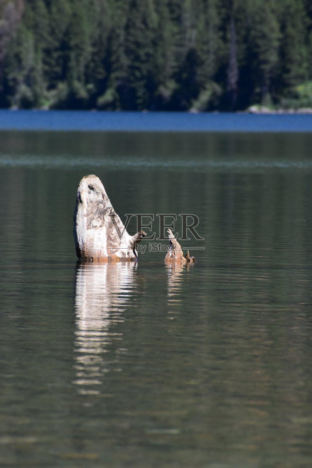 的树桩照片摄影图片