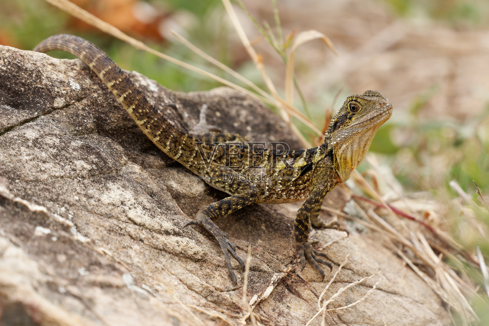 澳大利亚水龙- Intellagama或Physignathus lesueurii howittii,也东方或吉普斯兰水龙,蜥蜴在岩石上的海面上照片摄影图片