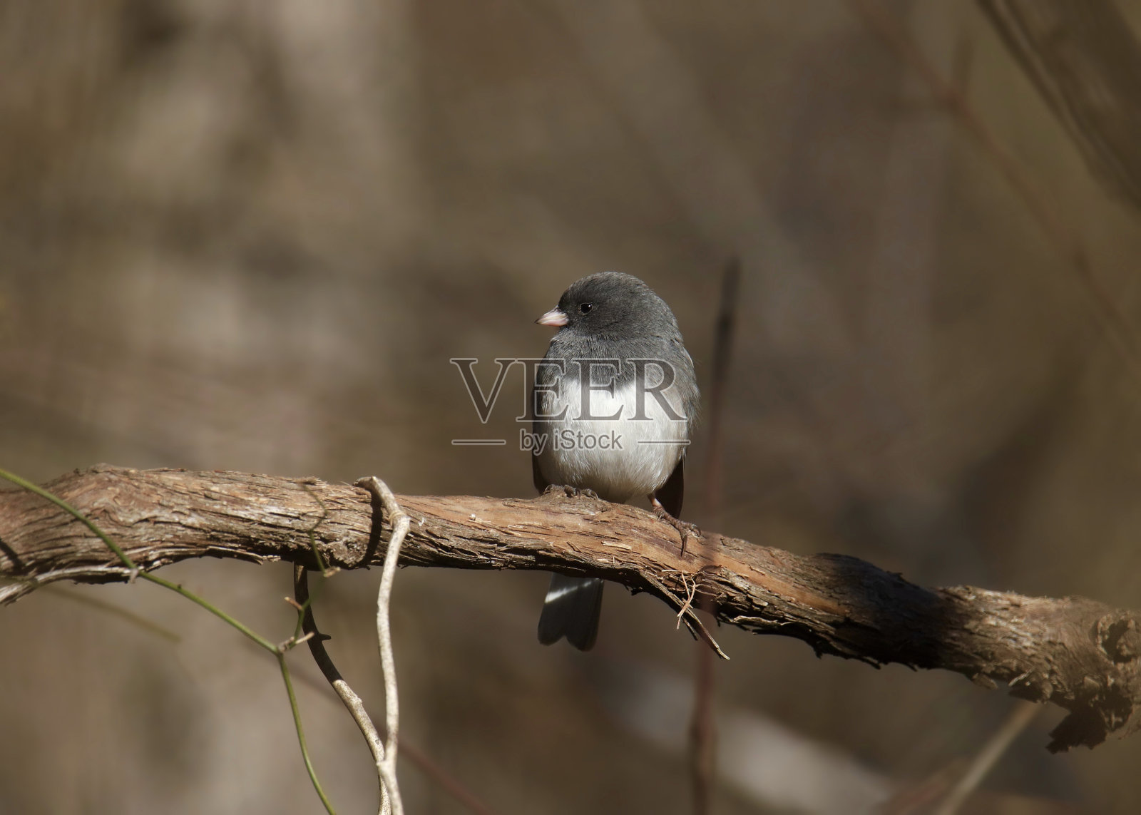 黑眼睛的Junco(石板色)(Junco hyemalis)栖息在树枝上照片摄影图片