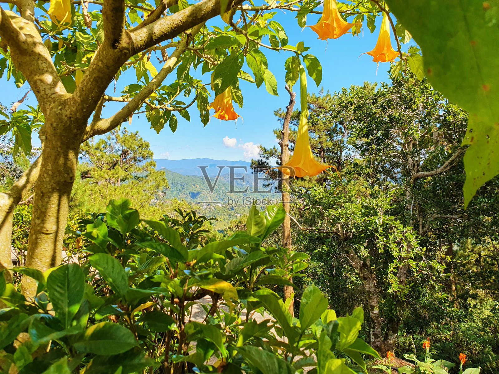 茂密的树叶在山区省份照片摄影图片