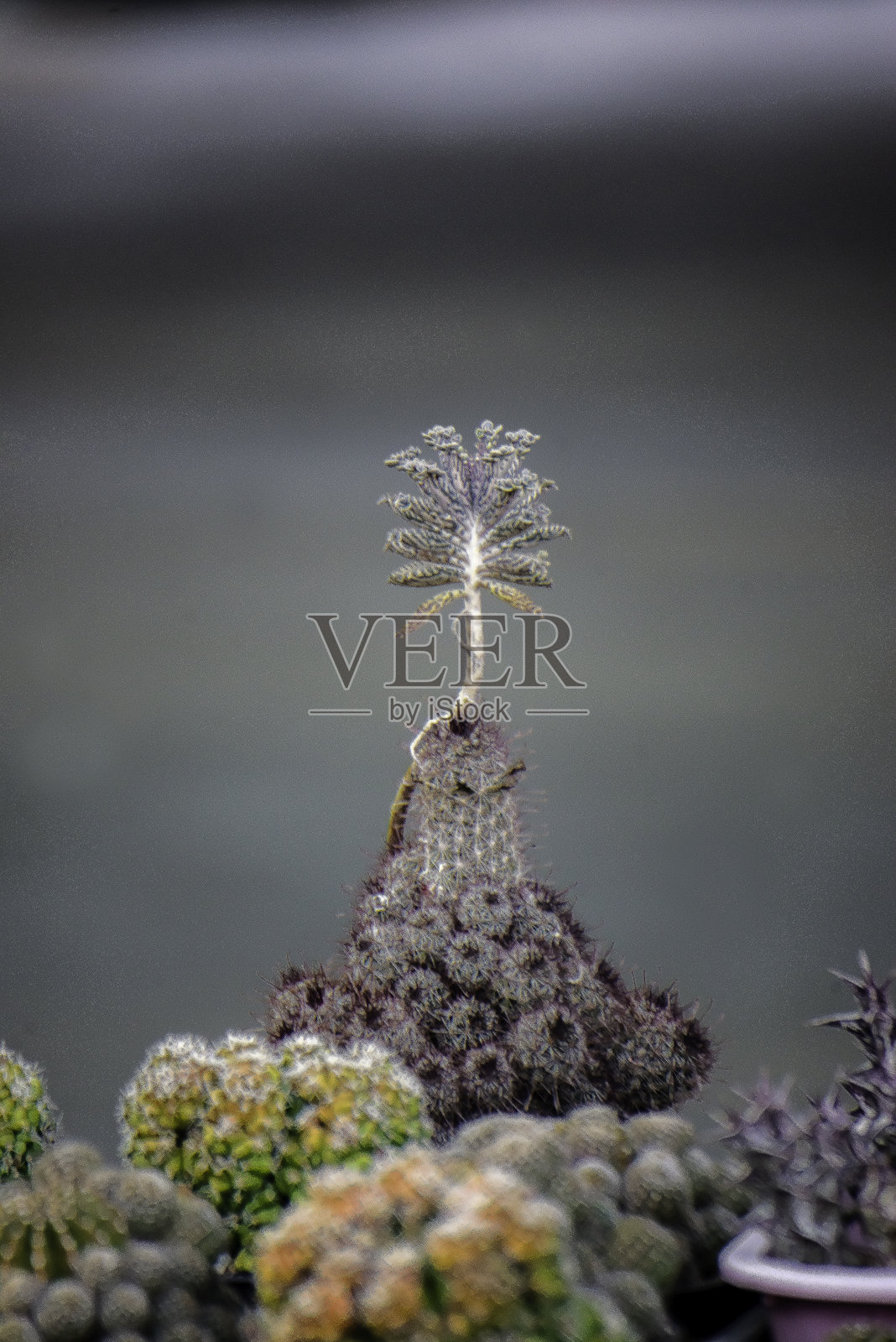 仙人掌照片摄影图片