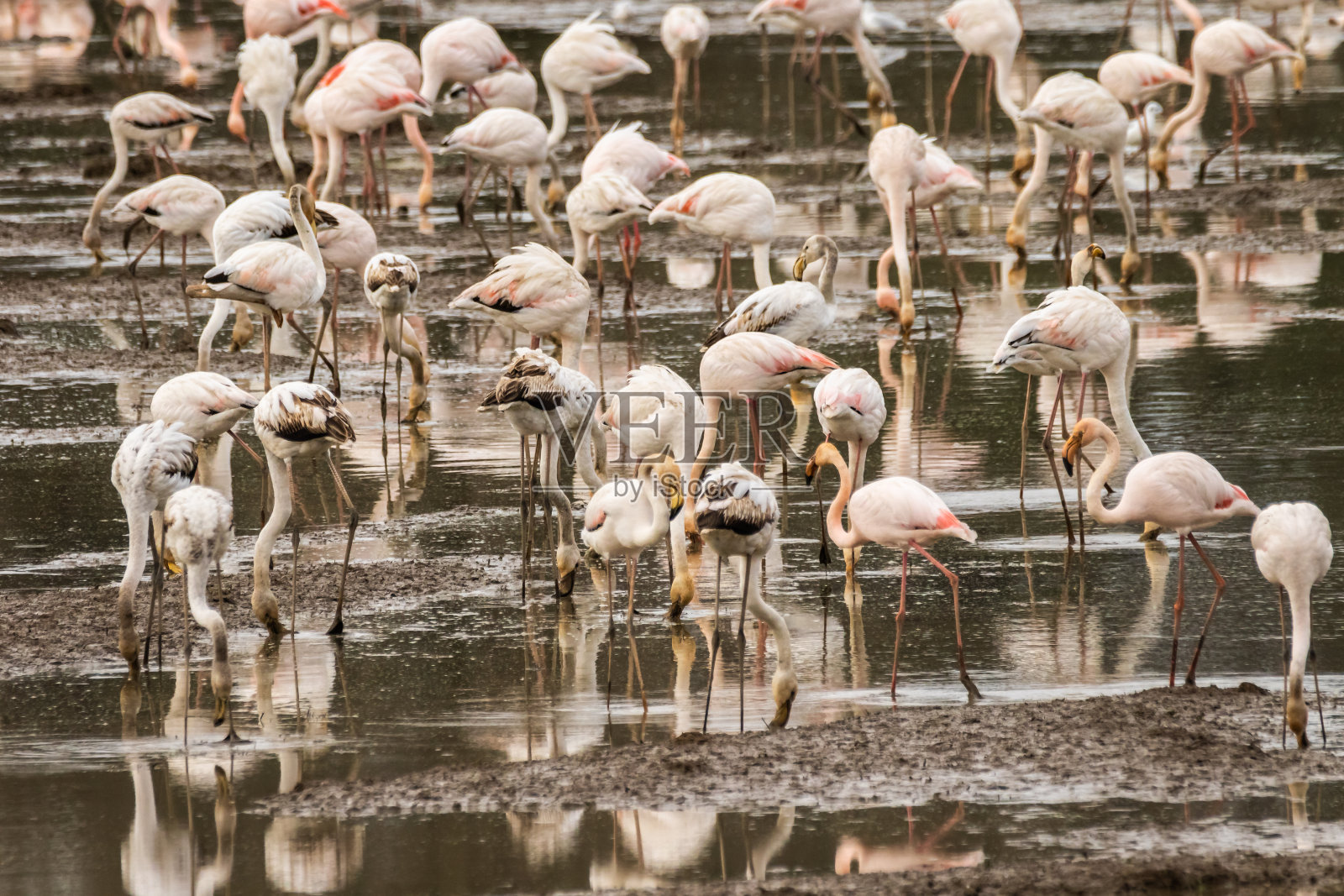 一大群大火烈鸟在葡萄牙科英布拉市附近的稻田里觅食照片摄影图片
