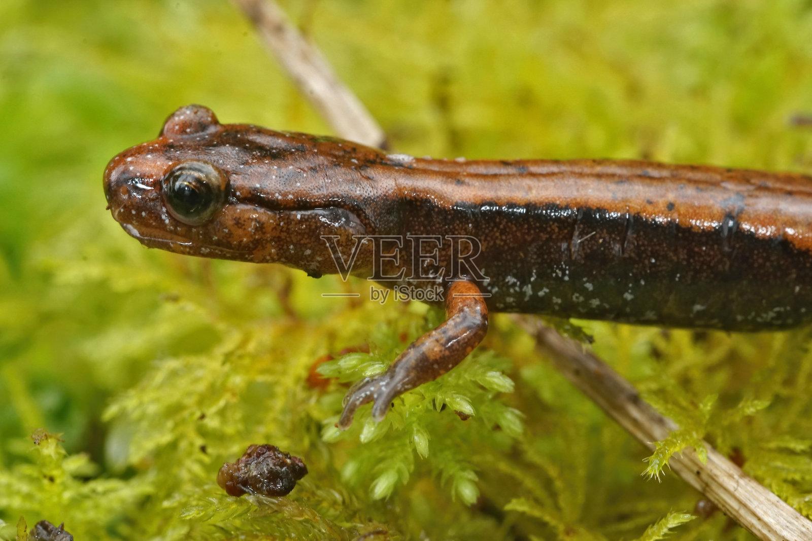侧面特写的橙色形式的西部红背蝾螈,Plethodon车辆照片摄影图片