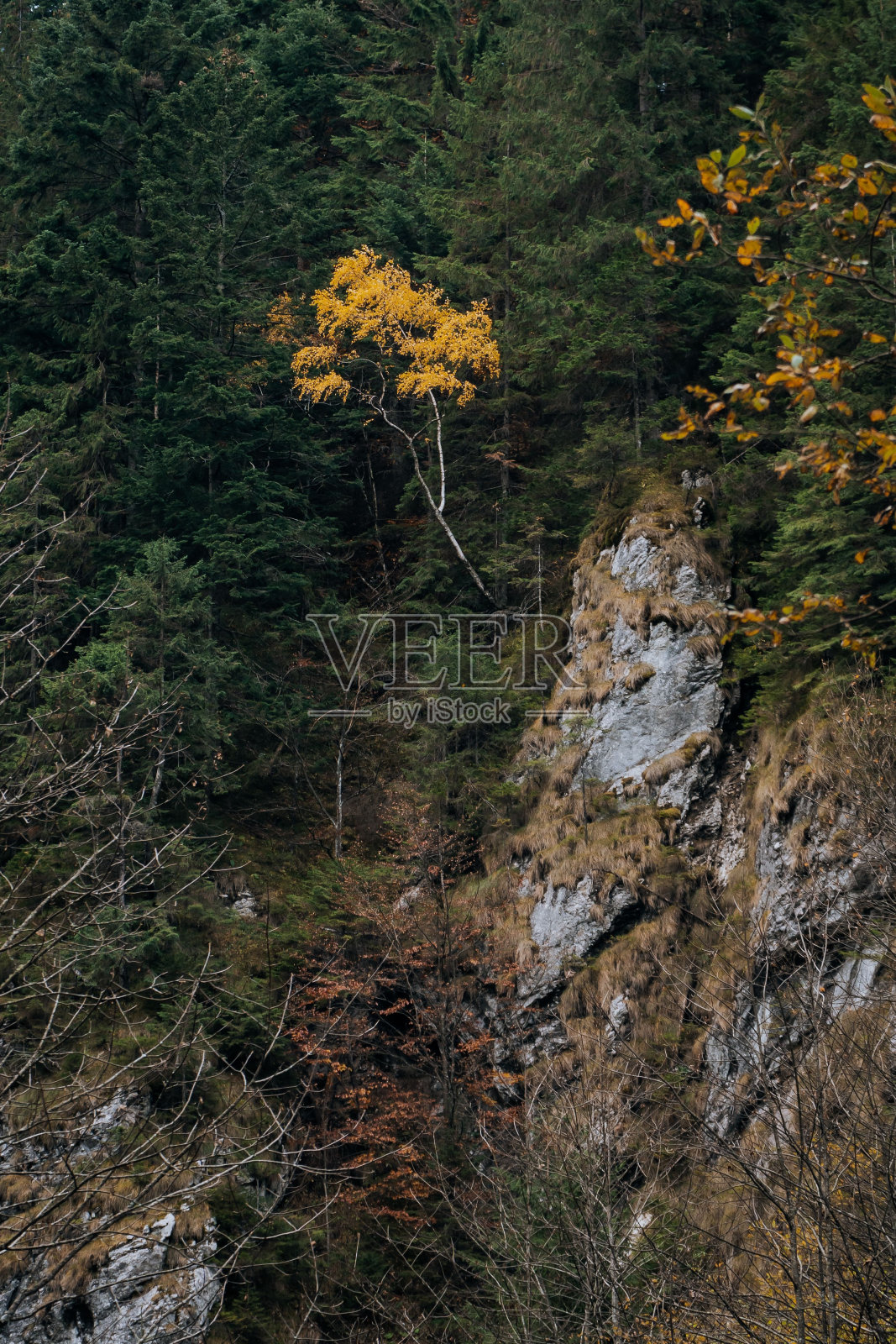 垂直特写拍摄了一棵孤立的黄色树,它位于被绿树包围的山上照片摄影图片