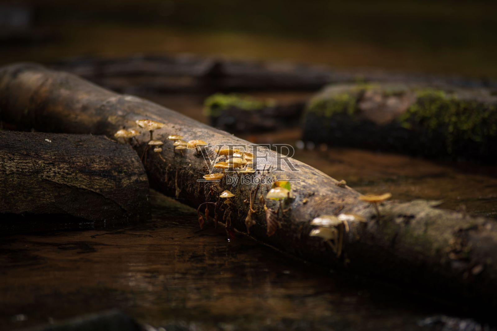 德国凯泽斯劳滕河上一根原木上生长的蘑菇浅聚焦特写照片摄影图片