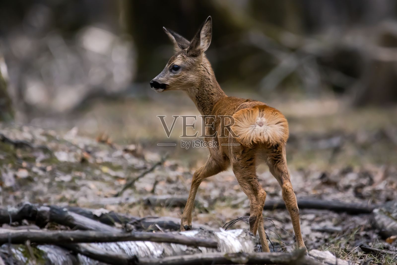 一只小狍子的浅焦镜头照片摄影图片