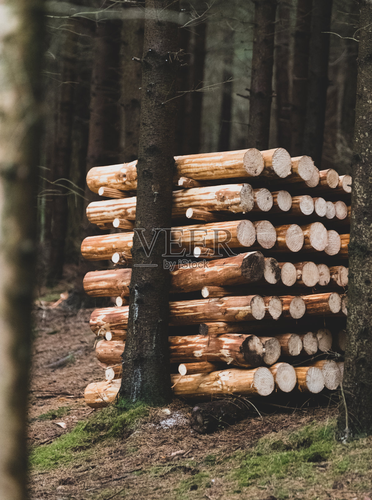 森林中堆叠的原木的垂直镜头。林业。照片摄影图片