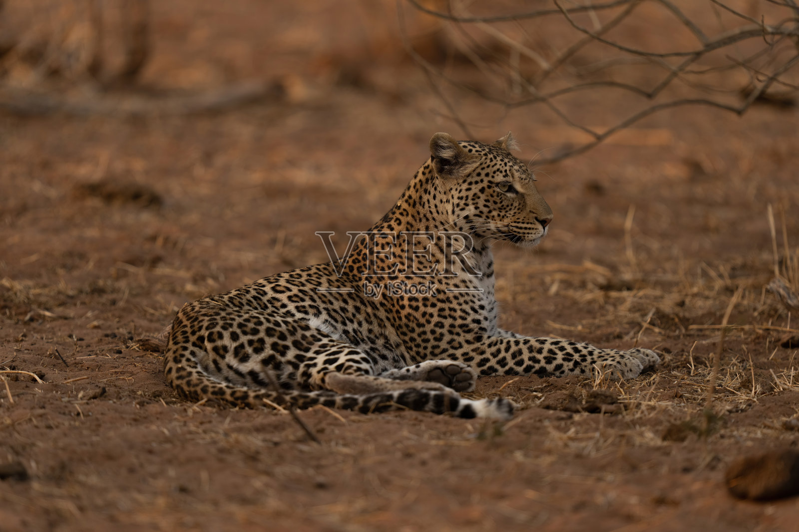 一只豹子躺在树枝旁凝视前方照片摄影图片