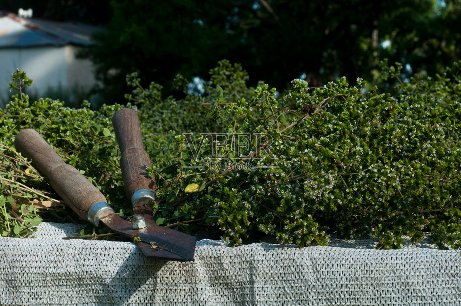 割草的人在一张白色的桌子上照片摄影图片