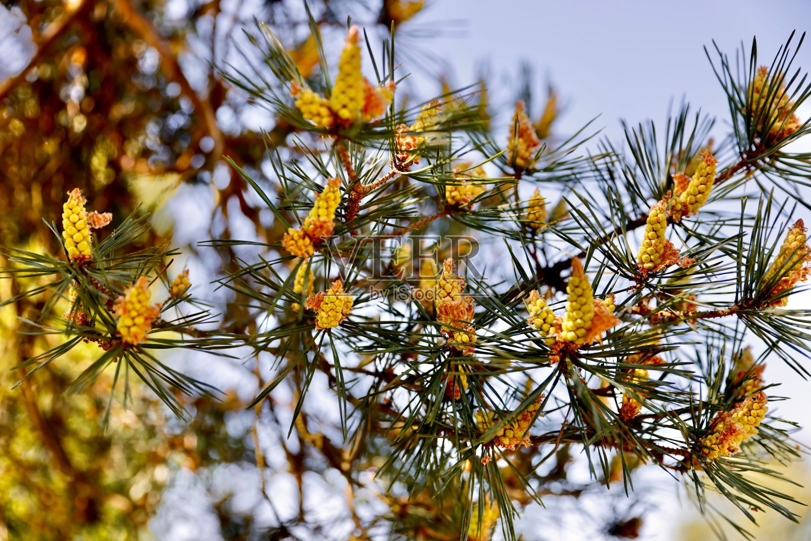 花园中美丽的冷杉枝和针叶照片摄影图片