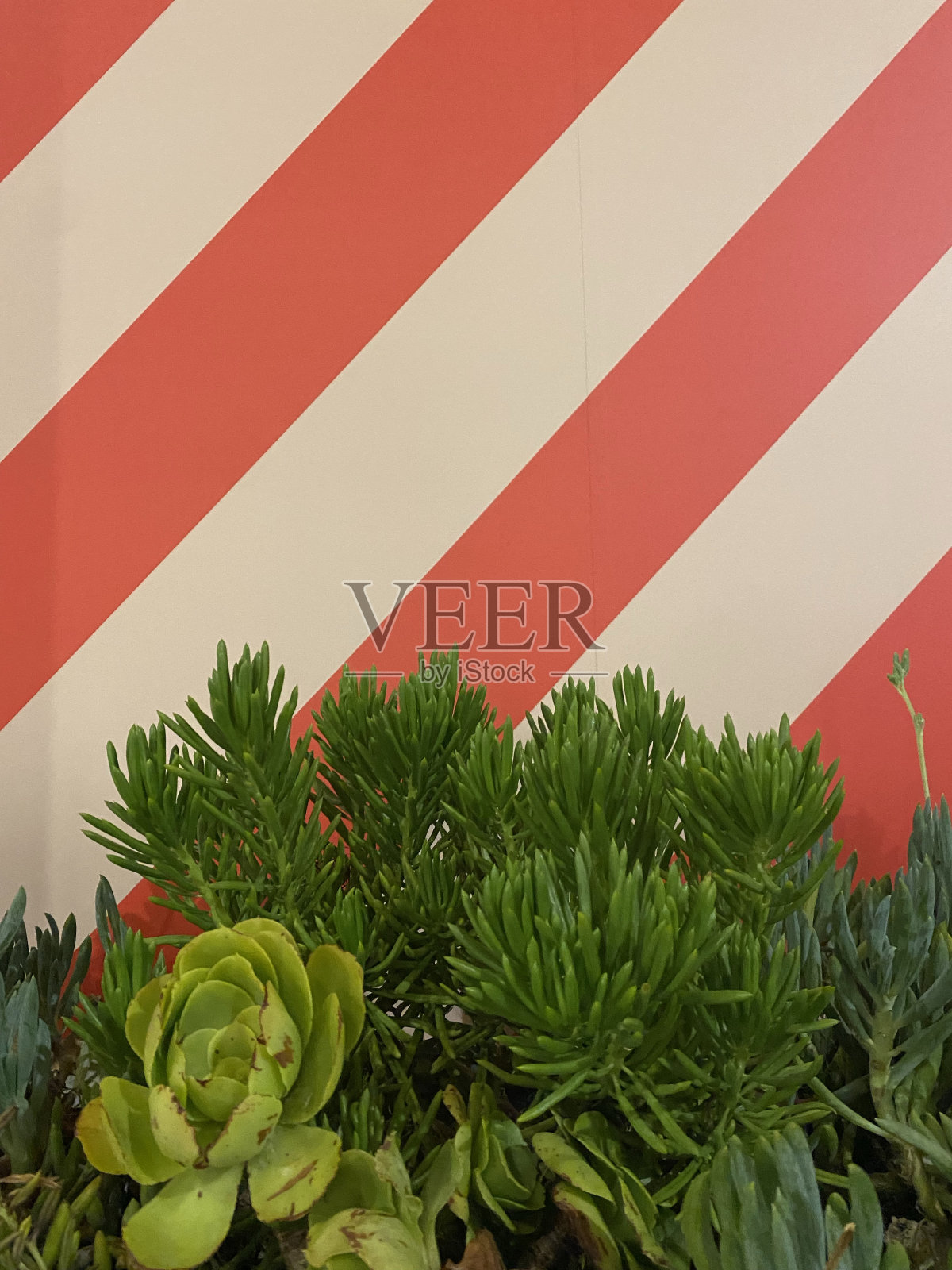 条纹和多肉植物照片摄影图片