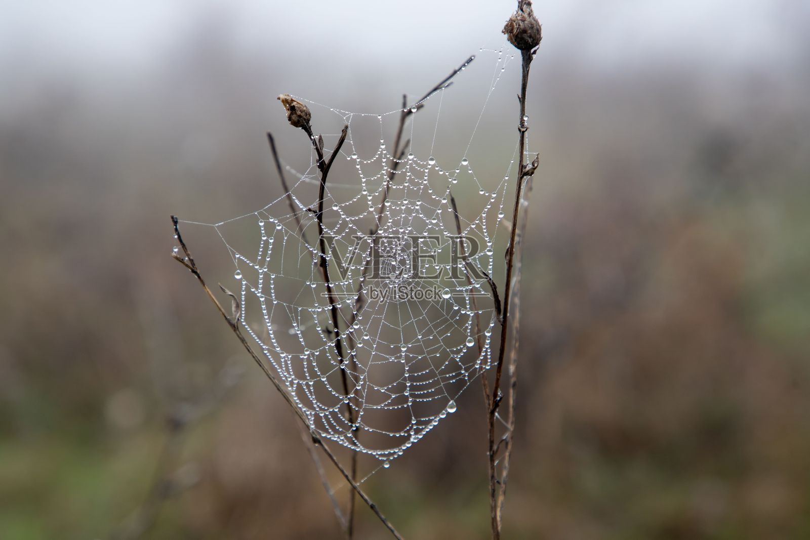 蛛网特写,水滴在阴暗模糊的背景下照片摄影图片