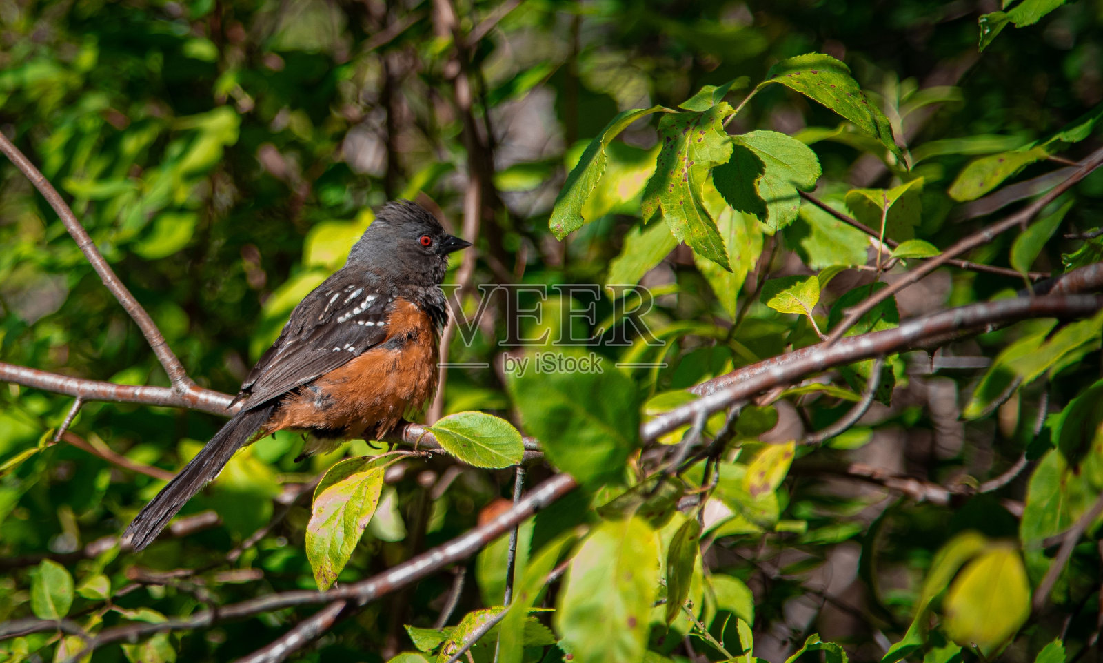 特写的斑点towhee (Pipilo maculatus)栖息在树枝上照片摄影图片