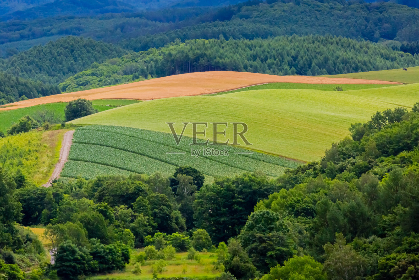 北海道夏季金色的麦田照片摄影图片