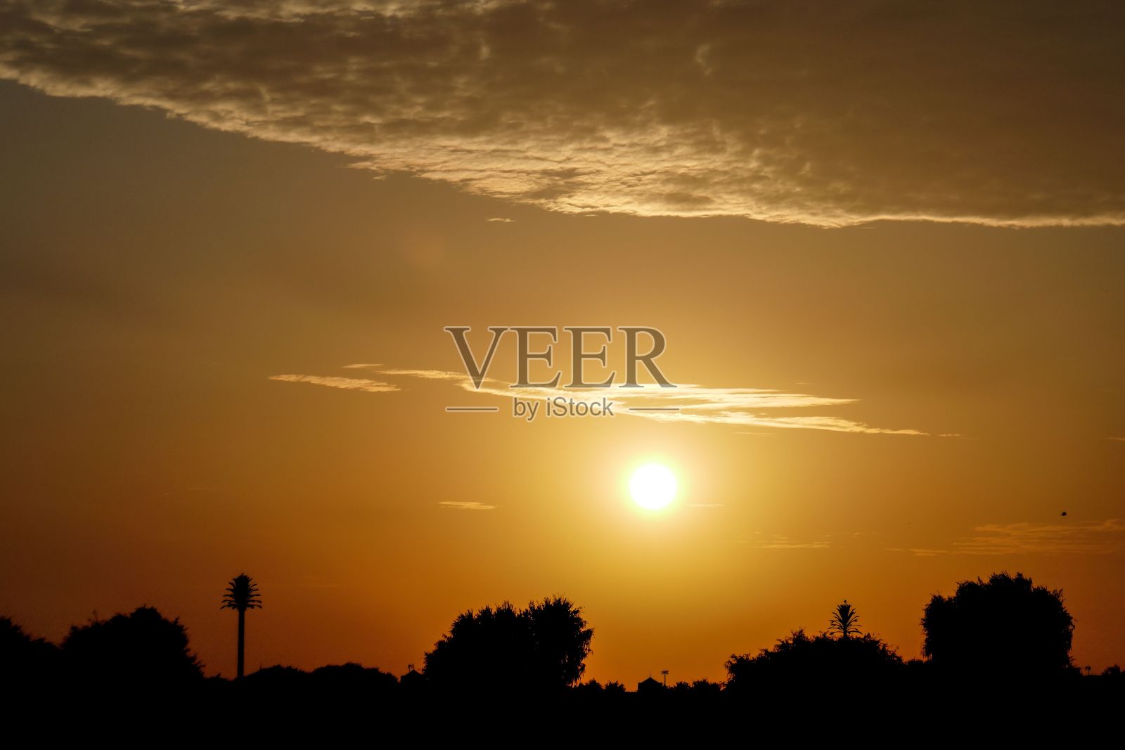 公园树木在黄昏日落时的剪影照片摄影图片