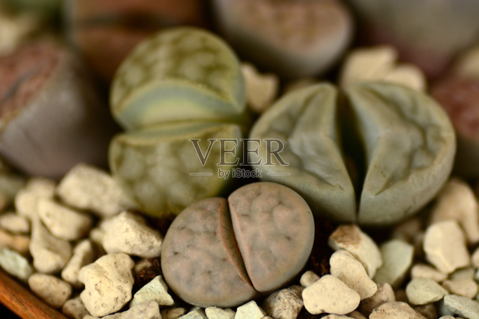 传统小吃开口笑照片摄影图片